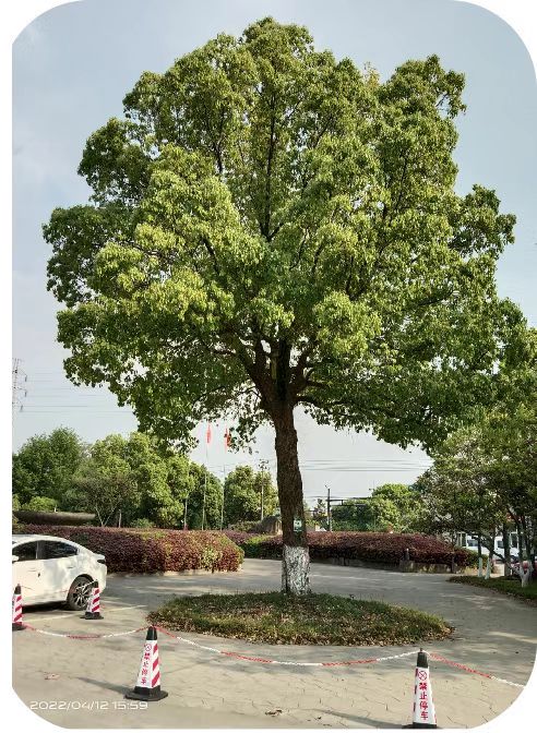 補(bǔ)充營養(yǎng)，香樟樹“打點滴”