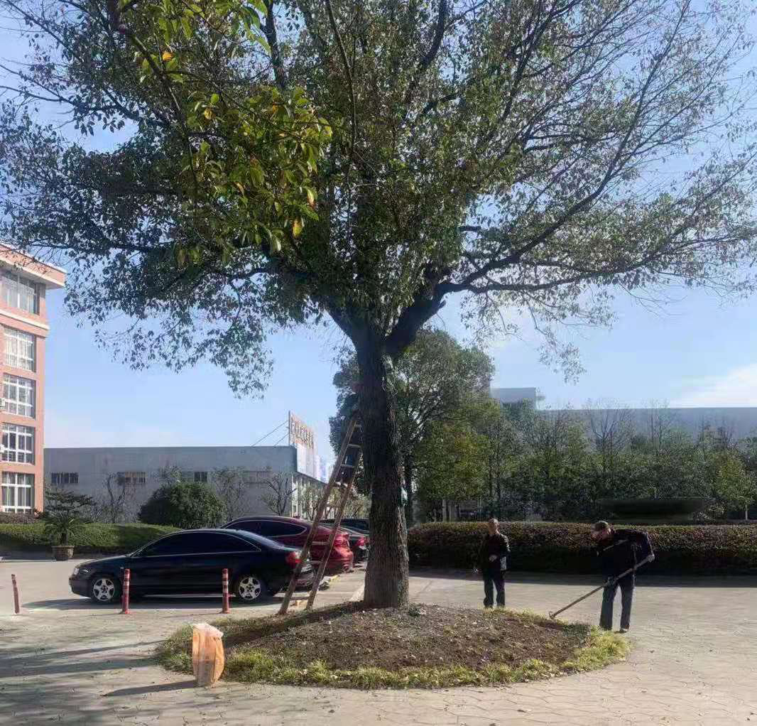 科學養(yǎng)護、美化環(huán)境